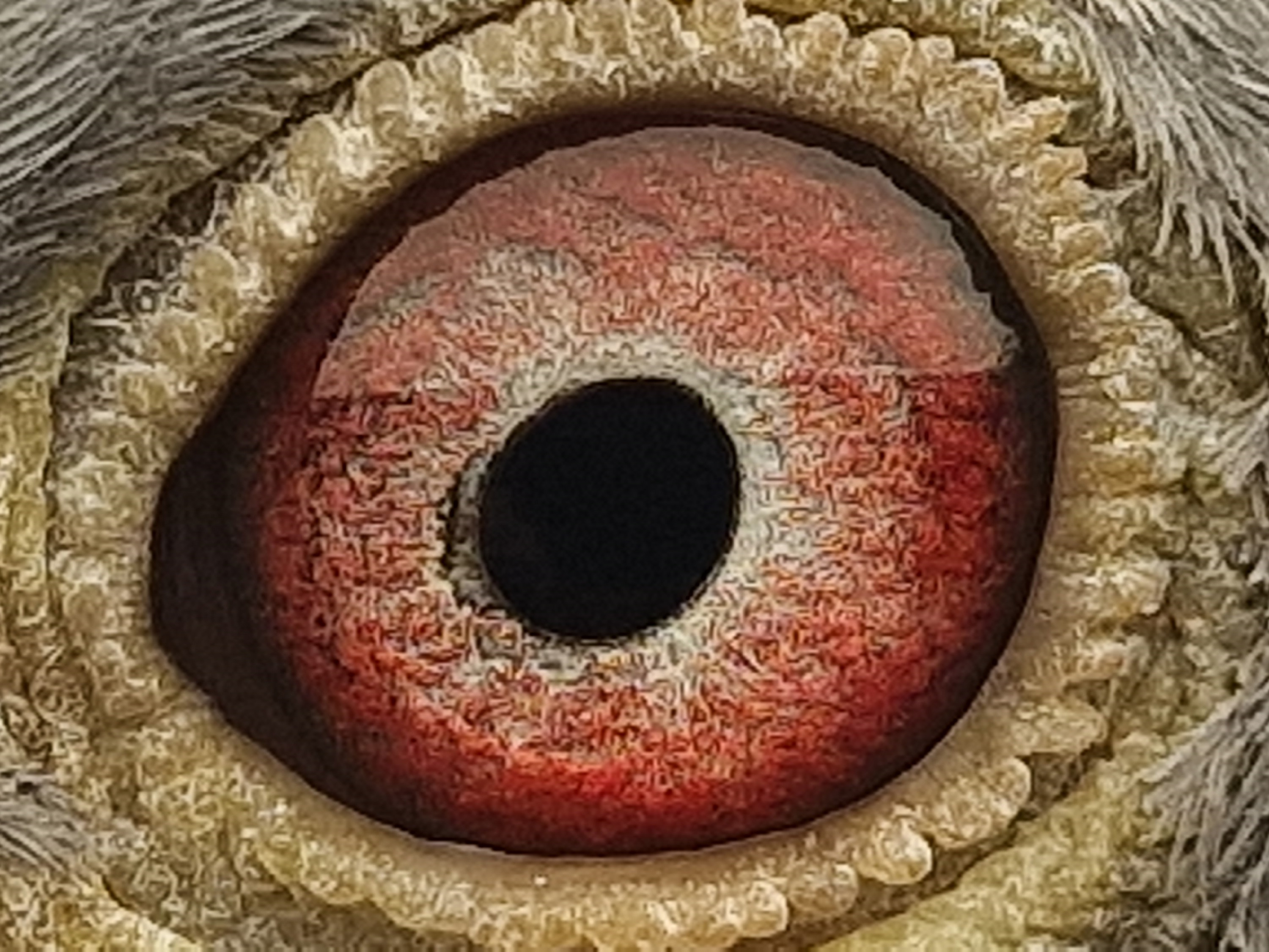 Pigeon eye